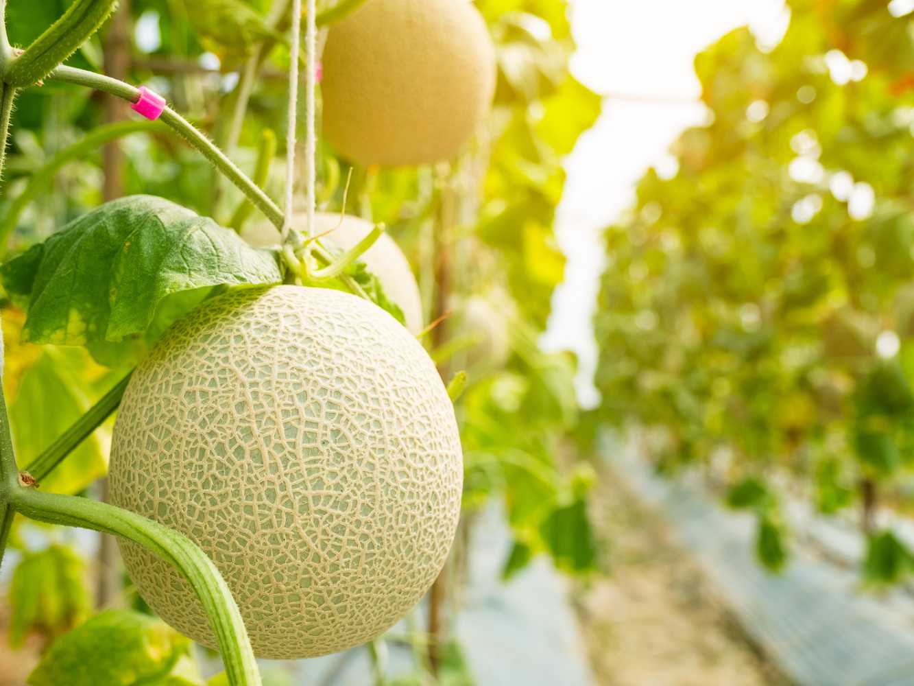 Quels sont les bienfaits du melon ? My Yummy Kitchen